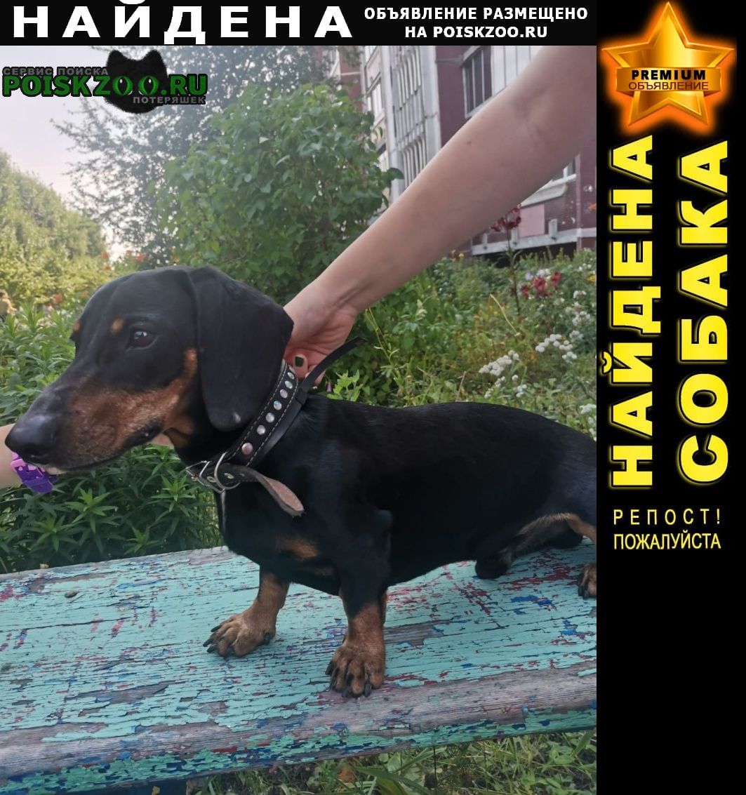 Найдена собака кобель Ульяновск