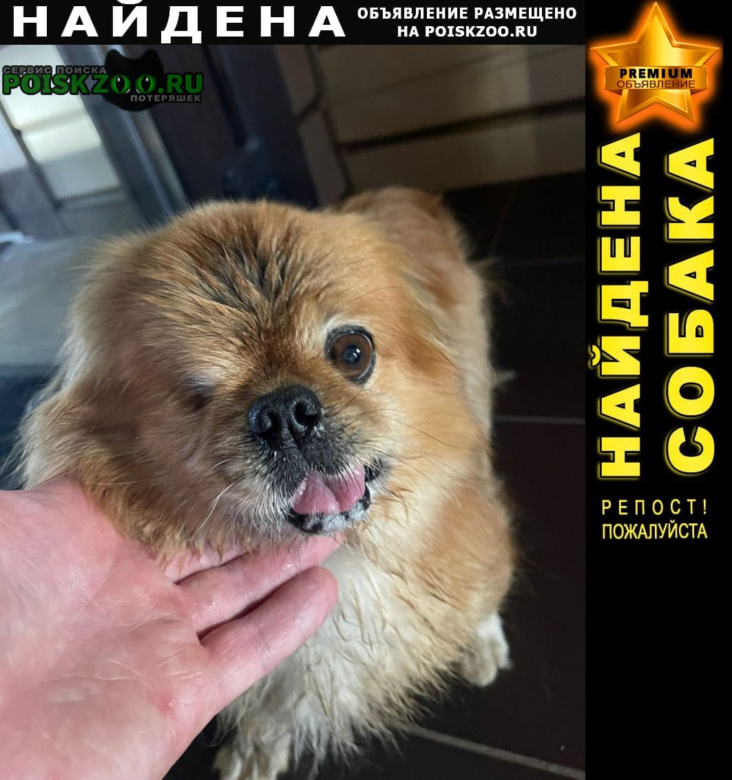 Найдена собака кобель пекинеса Домодедово