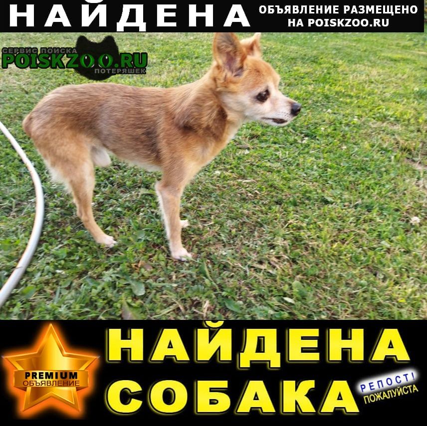 Найдена собака кобель в истринском районе Истра