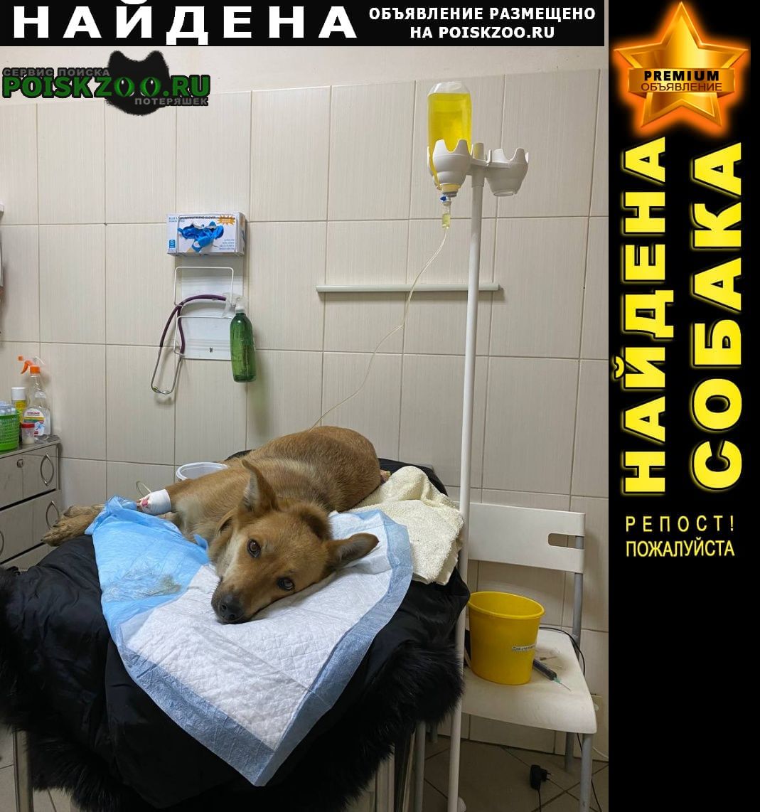 Найдена собака потеряшка Москва