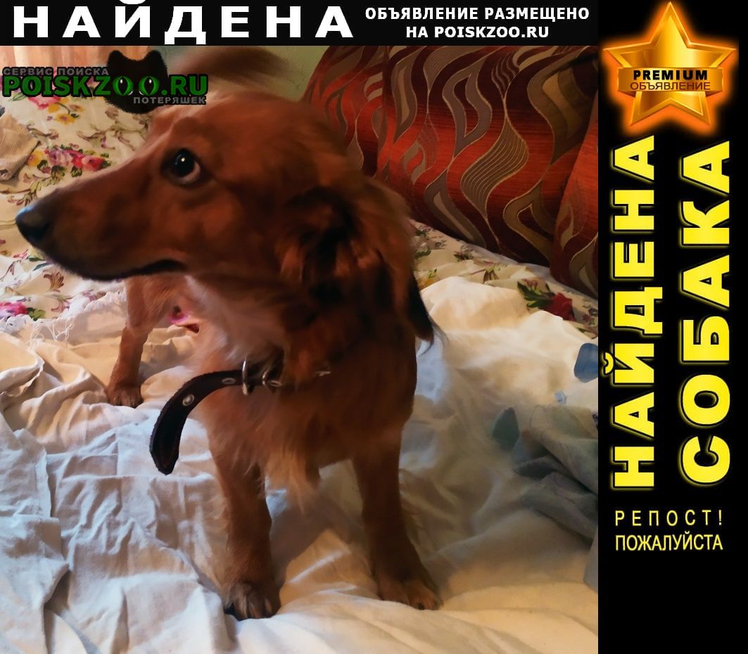 Найдена собака кобель кабель Александров