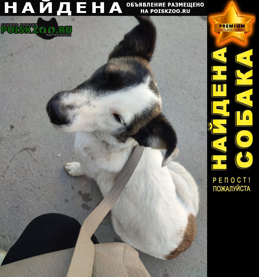Найдена собака. Новосибирск
