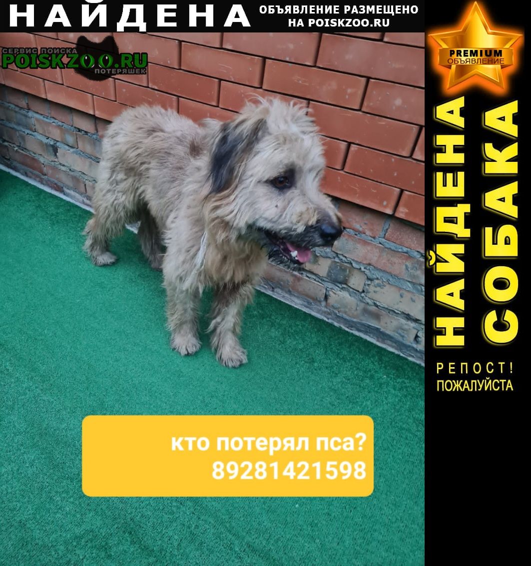 Найдена собака кобель очень ручной Ростов-на-Дону