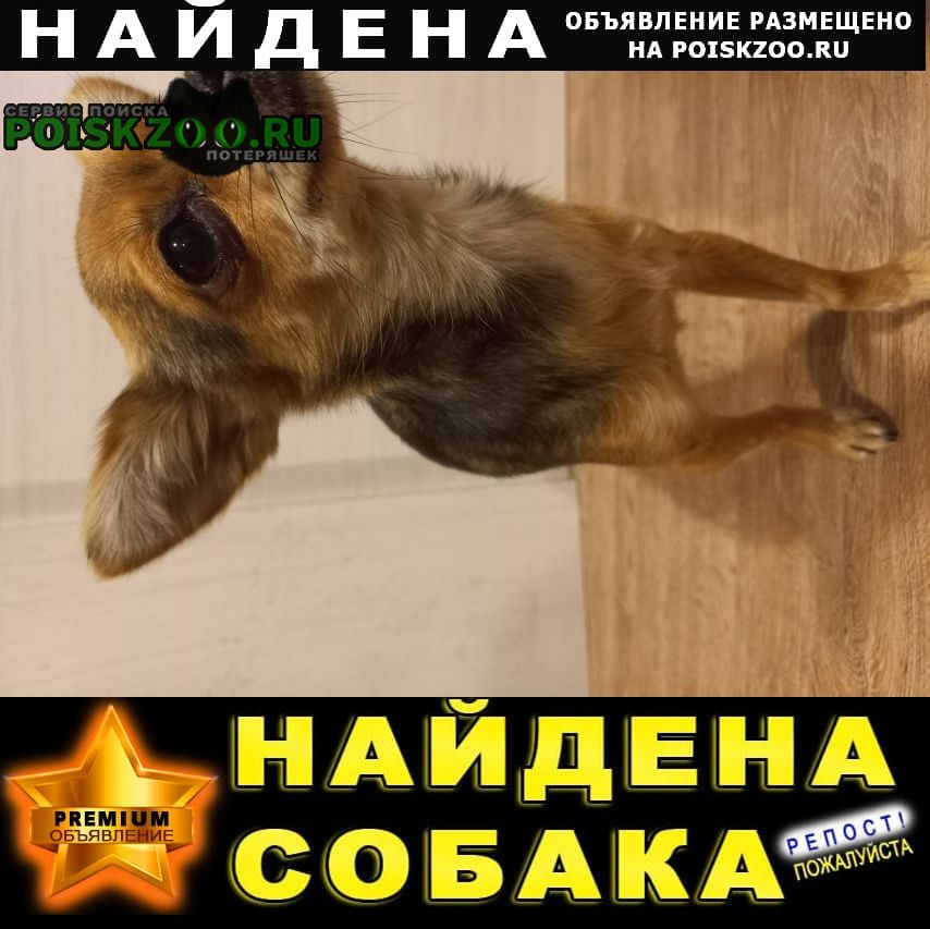 Найдена собака Кемерово