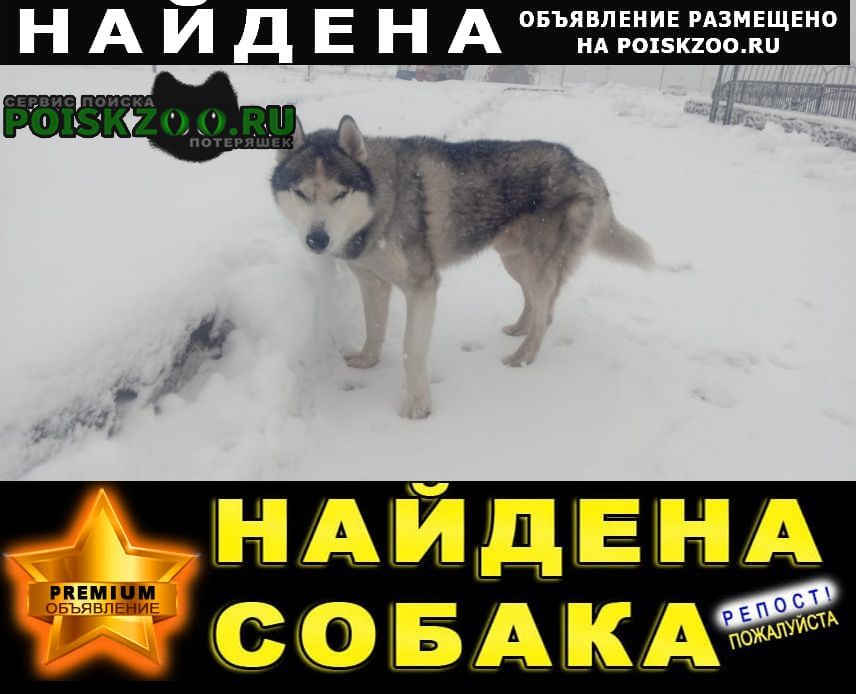 Найдена собака кобель хаска кобелек Петропавловск-Камчатский