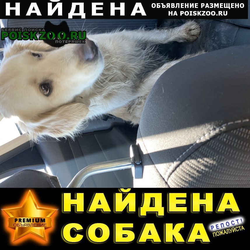 Пятигорск Найдена собака