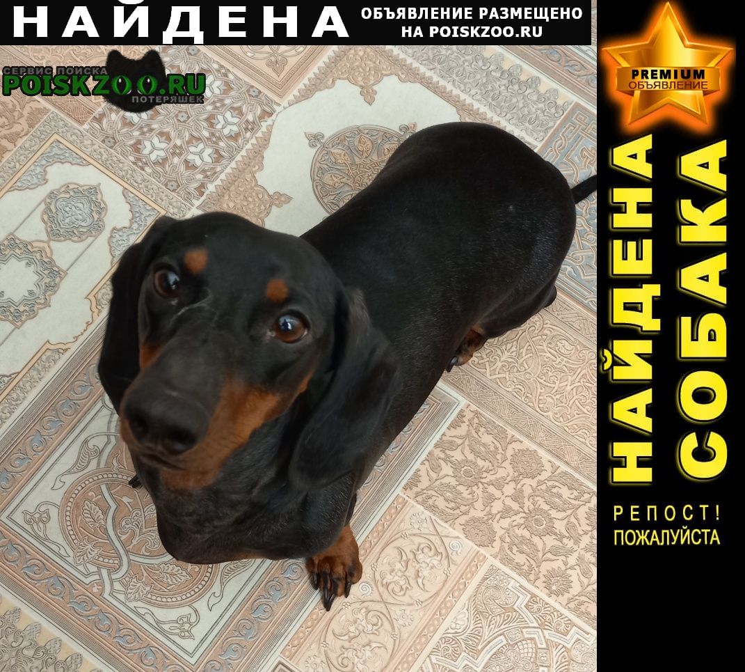Севастополь Найдена собака