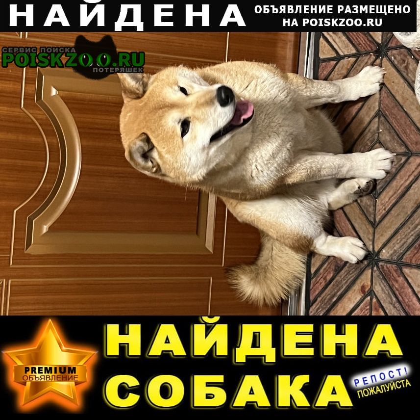 Домодедово Найдена собака кобель