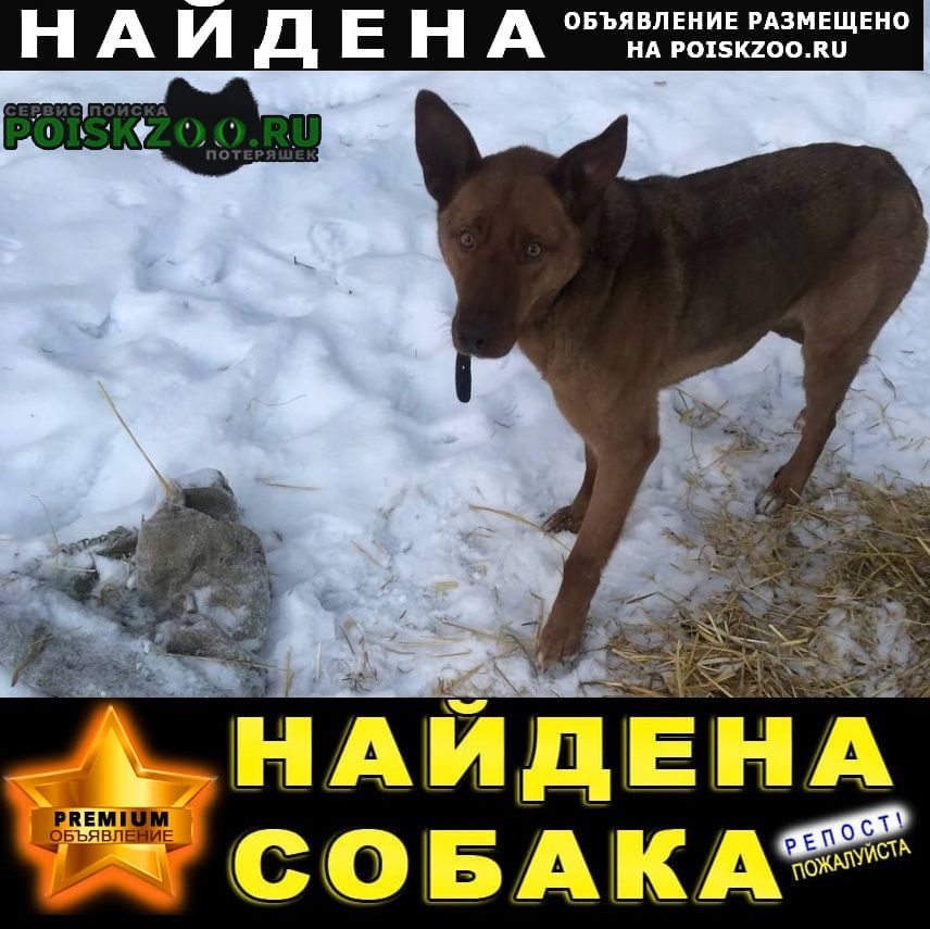 Найдена собака кобель замечен рыжий кобель у садов на уктусе в Екатеринбург