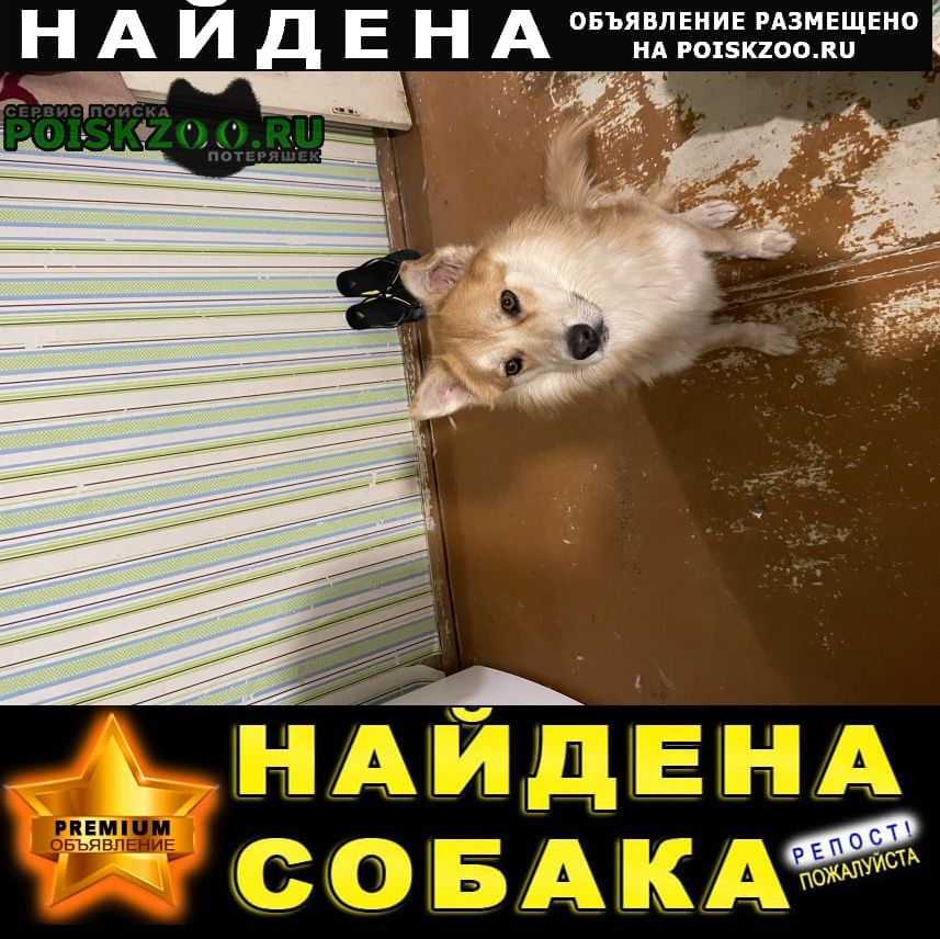 Дзержинск Найдена собака кобель