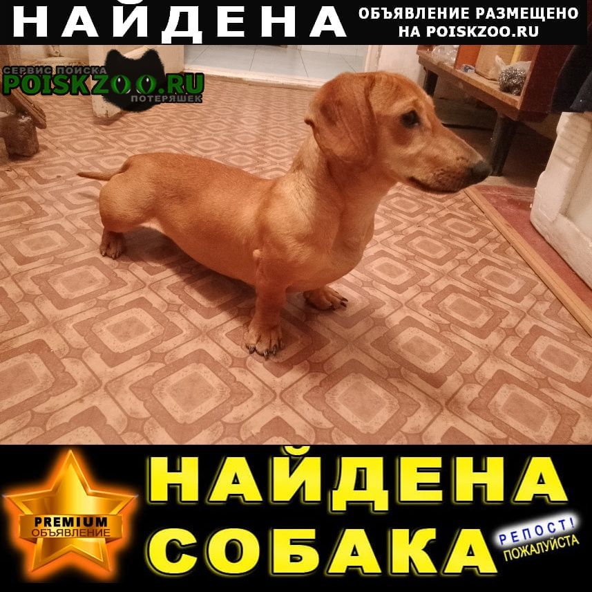 Симферополь Найдена собака