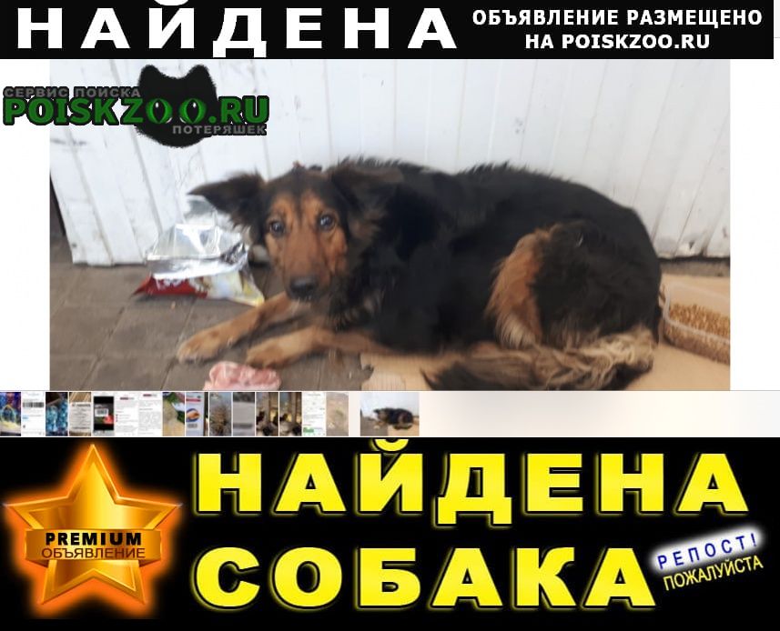 Красноярск Найдена собака