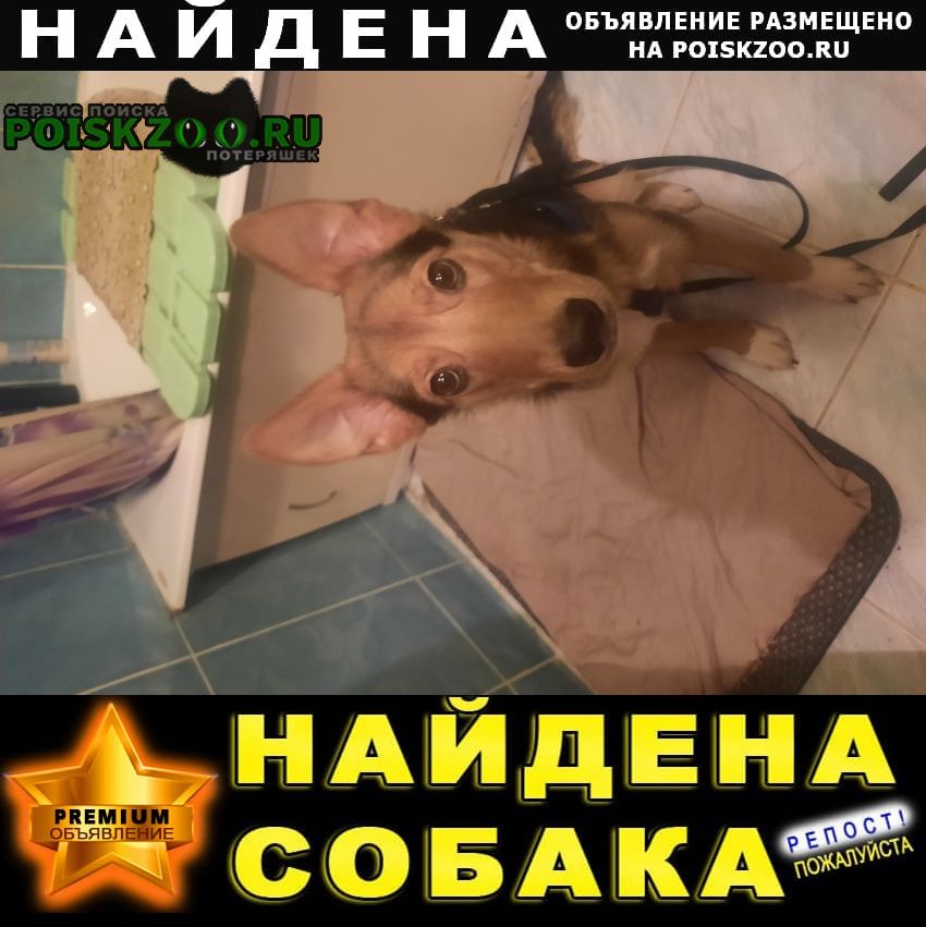 Санкт-Петербург Найдена собака девочка