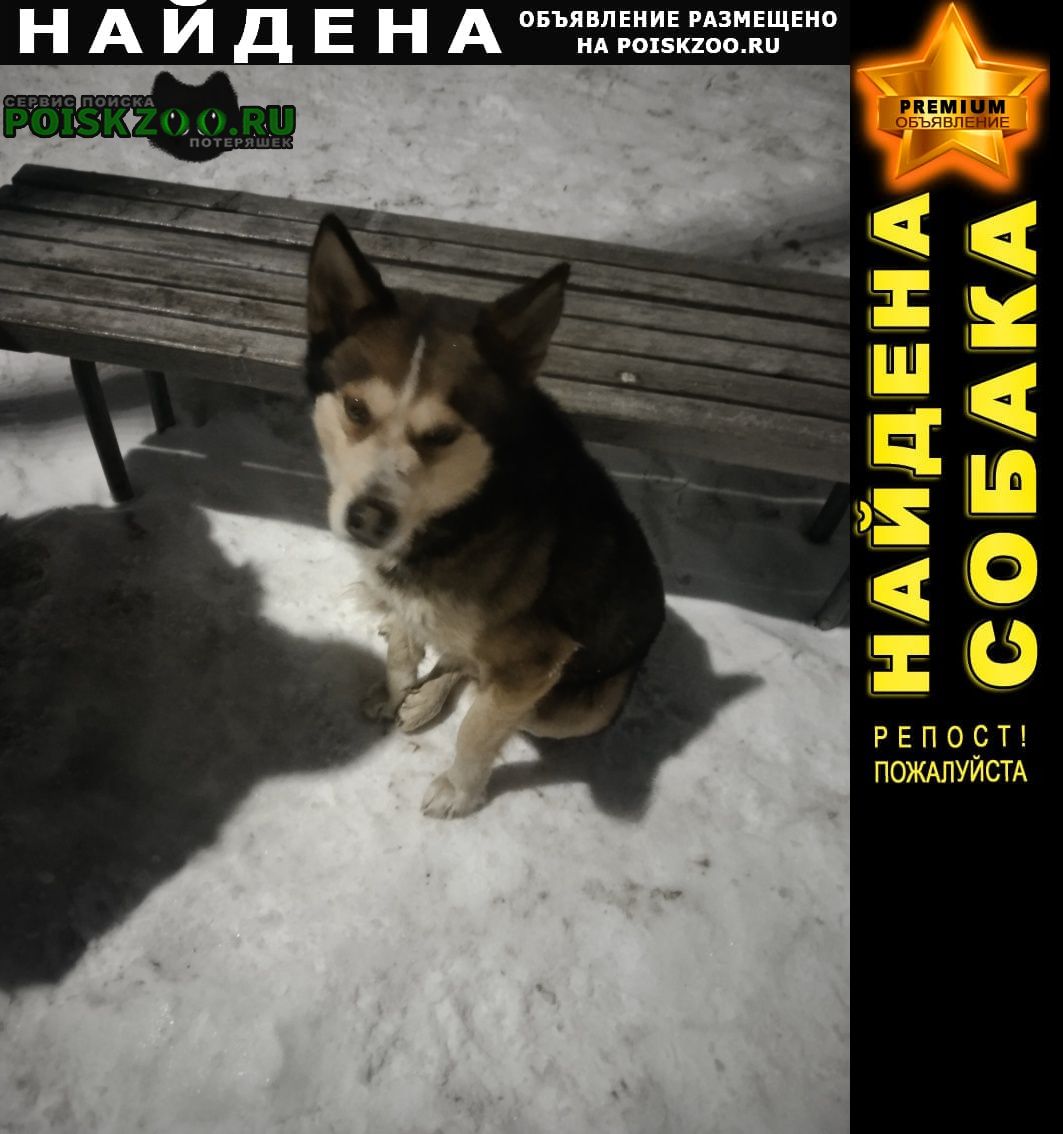Найдена собака в жк бурнаковский Нижний Новгород