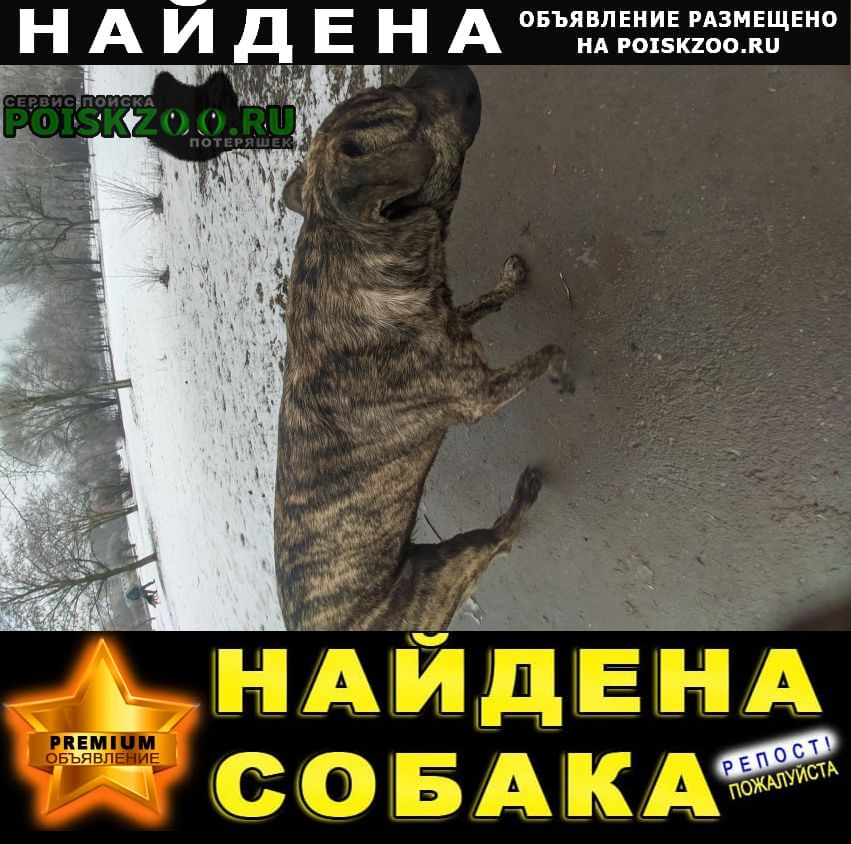 Найдена собака кобель бегает без ошейника Ростов-на-Дону
