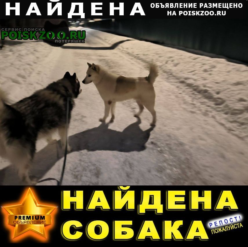 Красногорск Найдена собака кобель в ошейнике