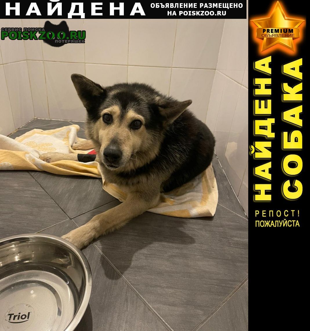 Найдена собака кобель Красногорск