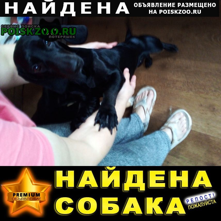 Найдена собака такса девочк Иркутск