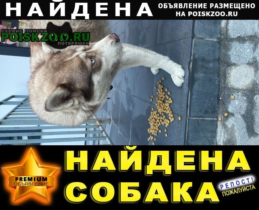 Найдена собака хаски девочка (в течке) Ростов-на-Дону