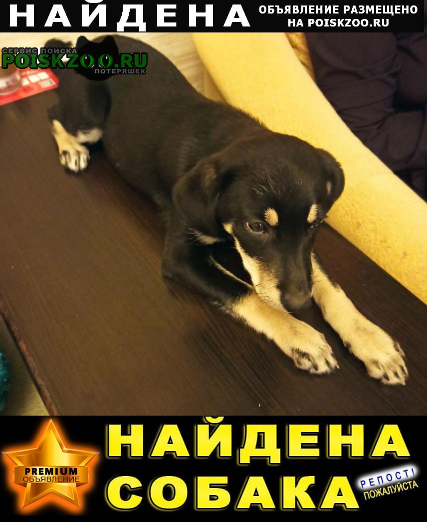Найдена собака такса Краснодар
