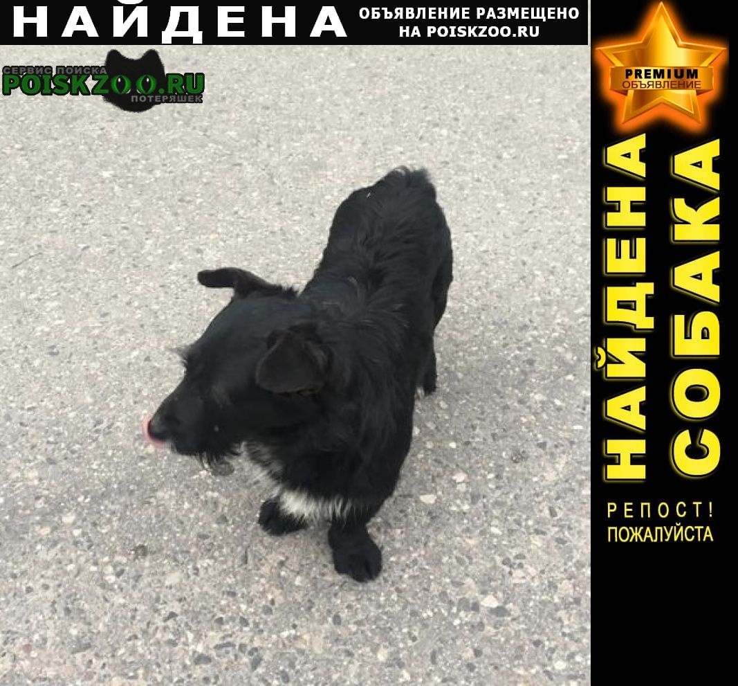 Найдена собака черный окрас. Витебск