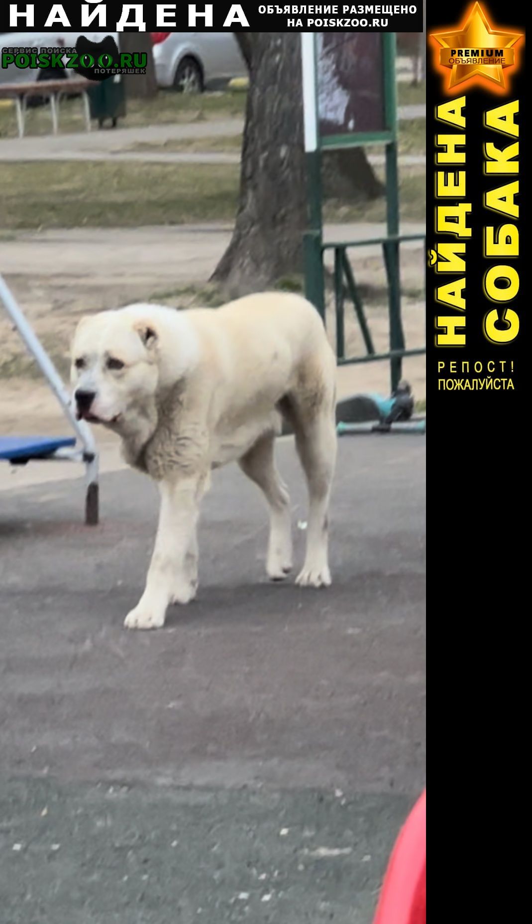 Найдена собака кобель алабай Обнинск