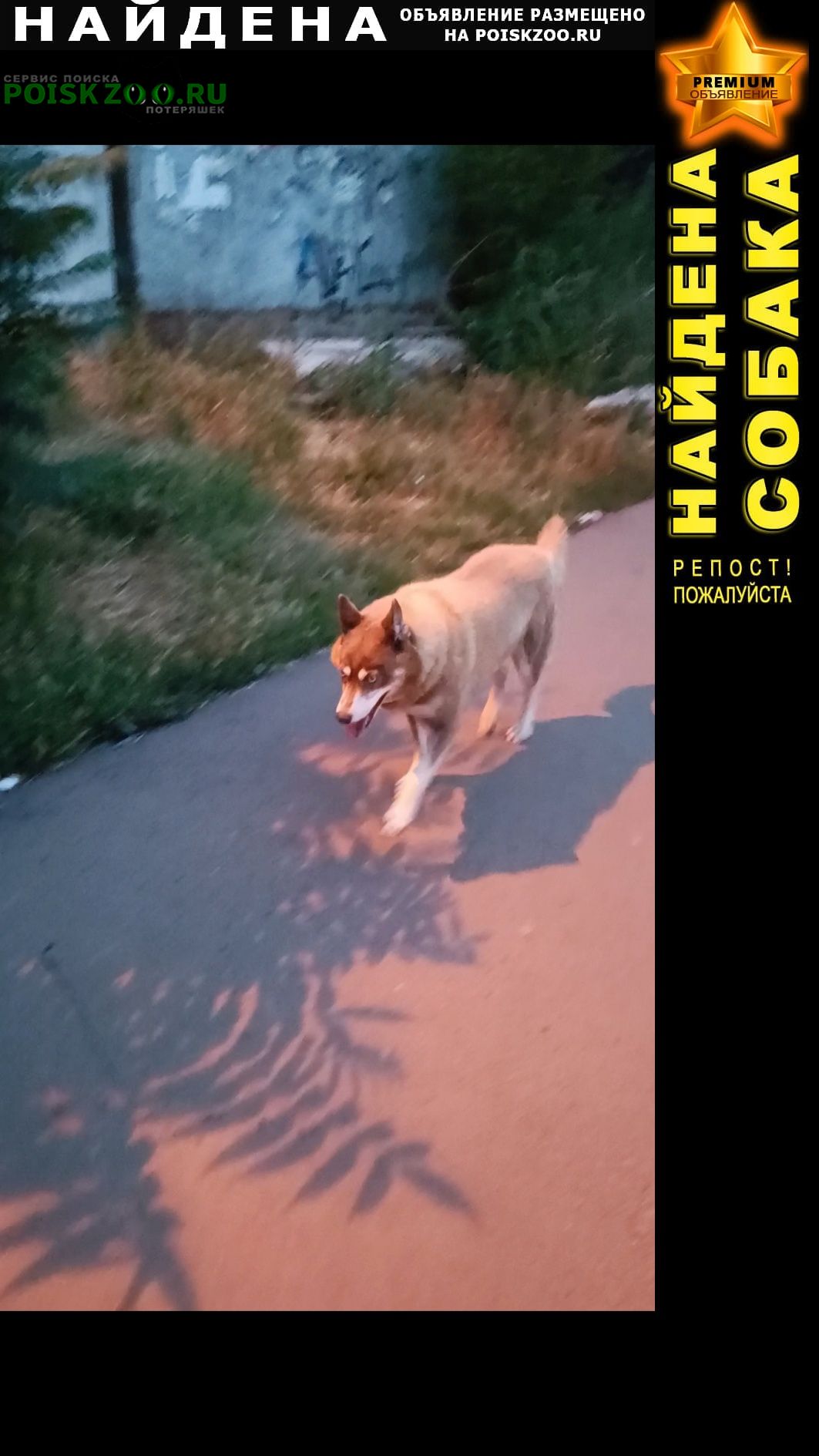 Найдена собака рыжая, предположительно хаски Краснодар