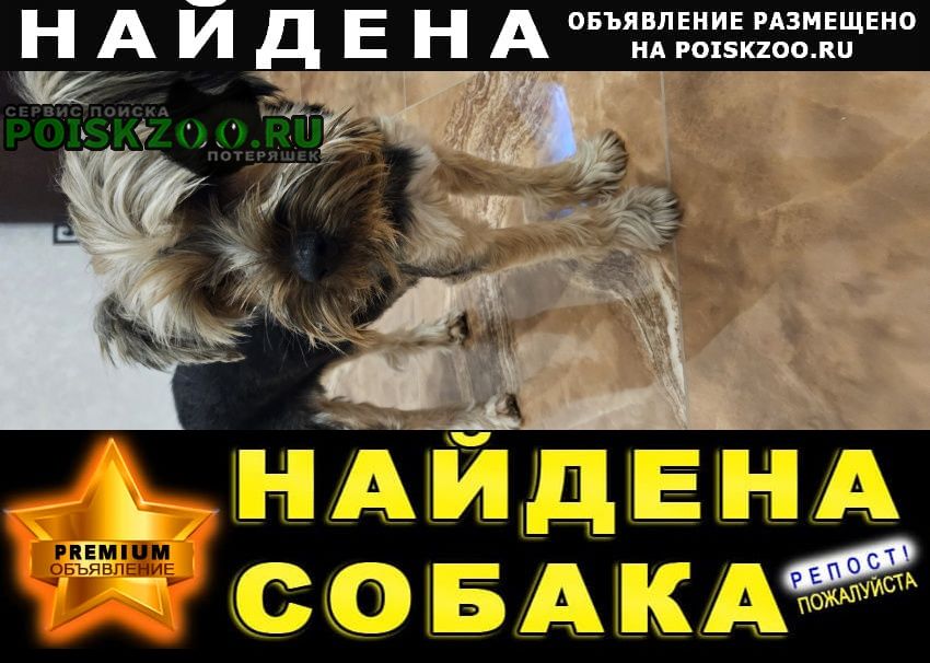 Найдена собака кобель йорк на воронежской в е Краснодар