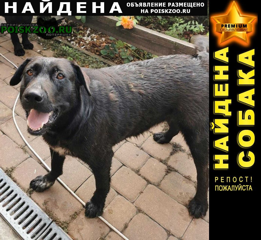 Найдена собака лабрадор (черный с белым на груди) Батайск