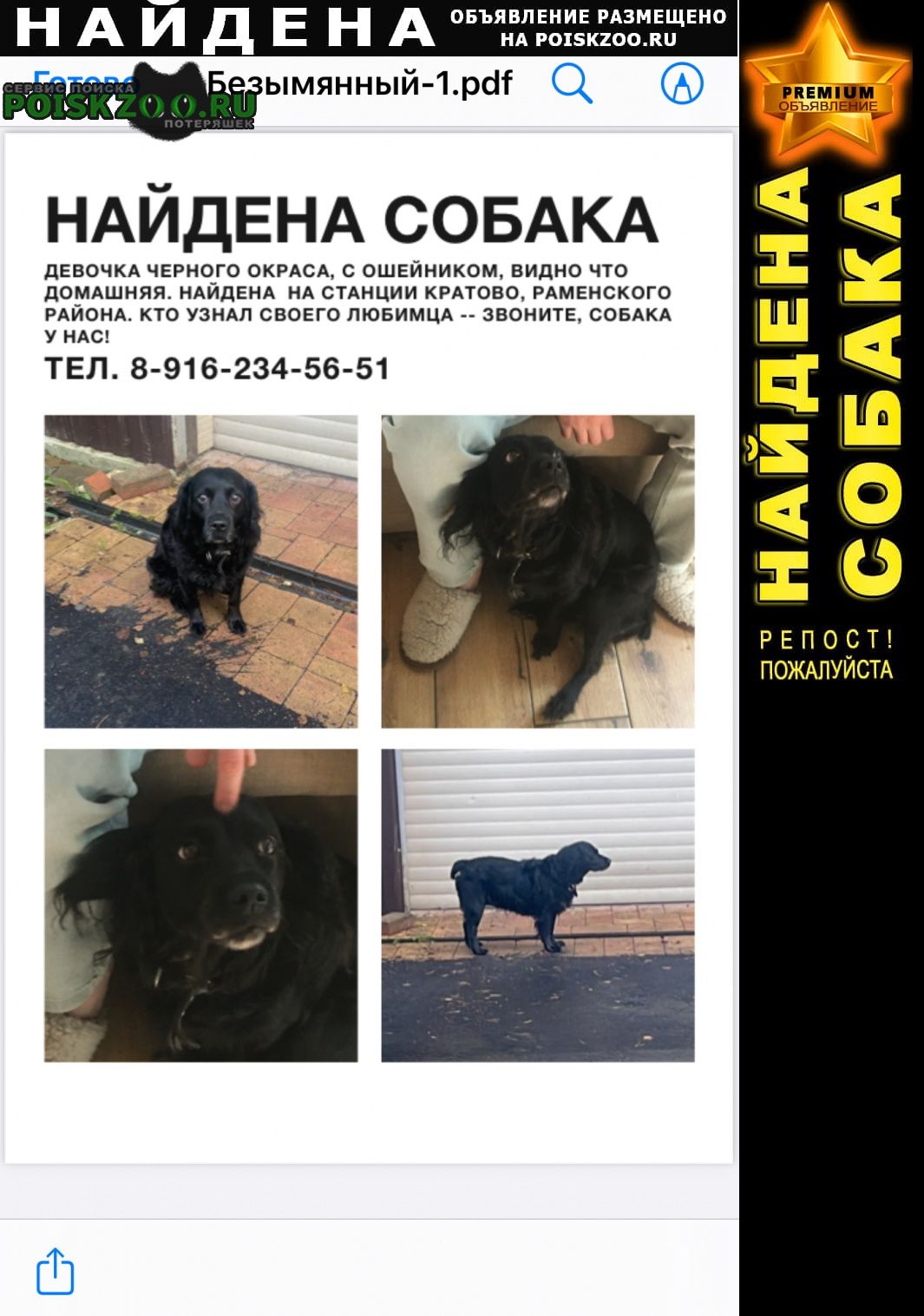 Найдена собака Раменское