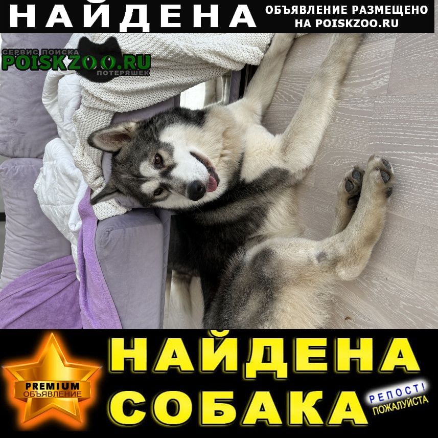 Найдена собака кобель хаски или маламут Москва