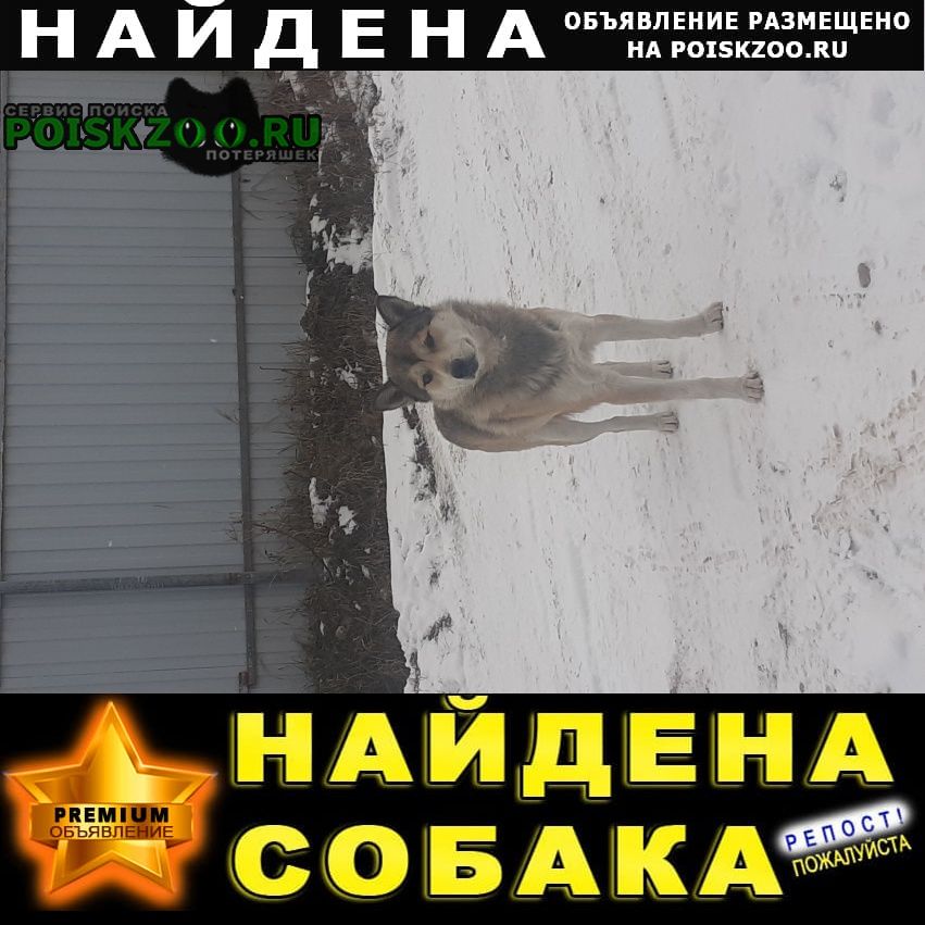 Иркутск Найдена собака кобель
