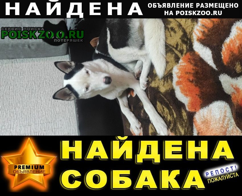Найдена собака порода хаски Владивосток