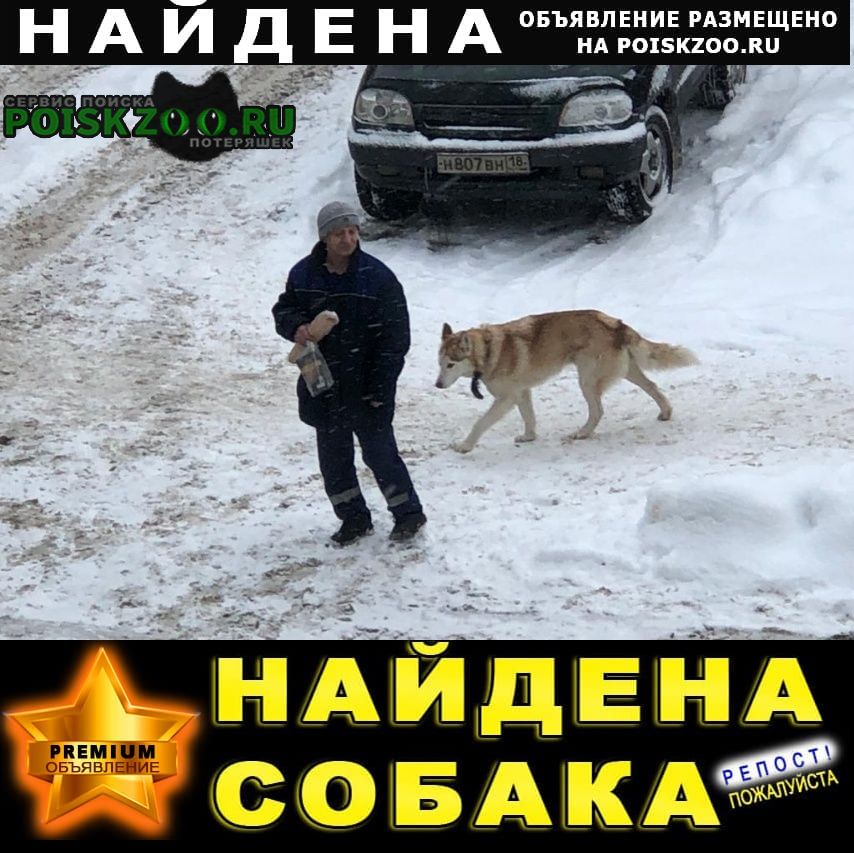 Найдена собака заводская Уфа