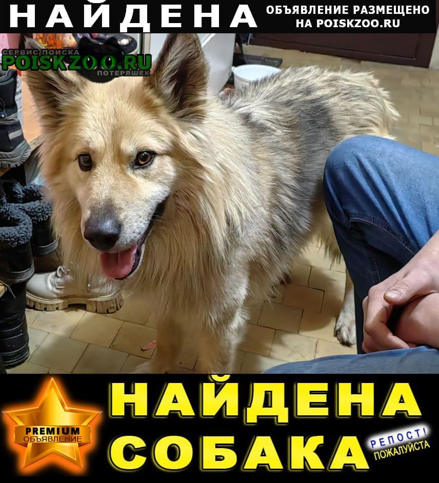 Найдена собака кобель Пермь