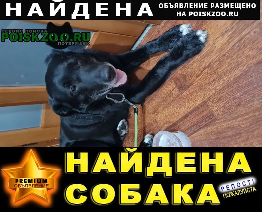 Найдена собака кобель Витебск