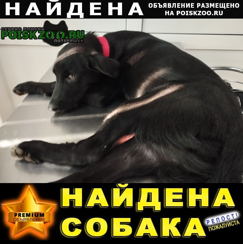 Найдена собака Кисловодск