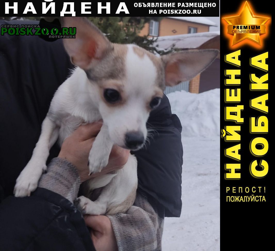Найдена собака Серпухов
