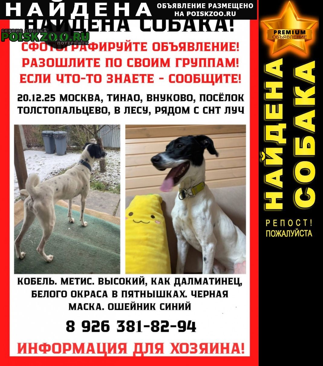 ���� ������� ������ ������