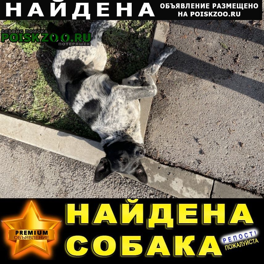 ���� ������� ������ ������