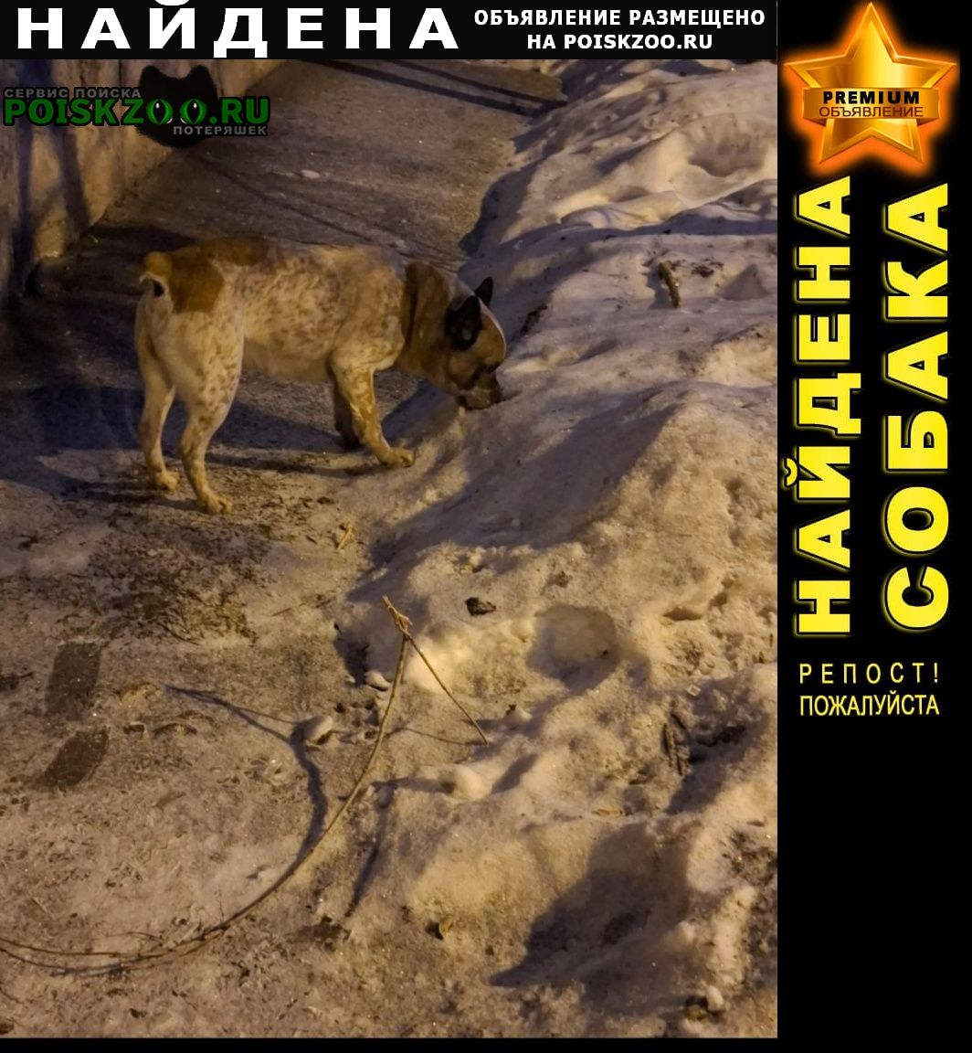 ���� ������� ������ ������