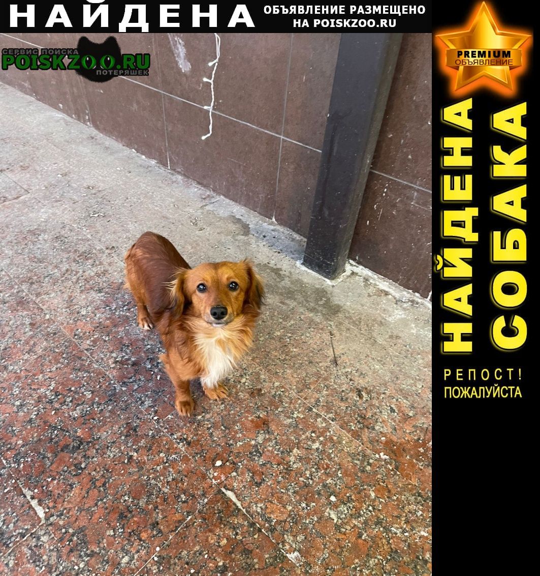 Найдена собака бегает у д. 79 по ул. Чехов
