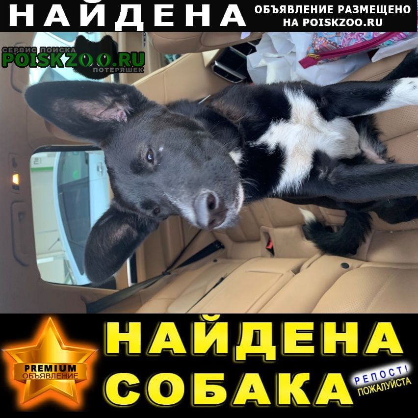 Найдена собака девочка щенок Москва