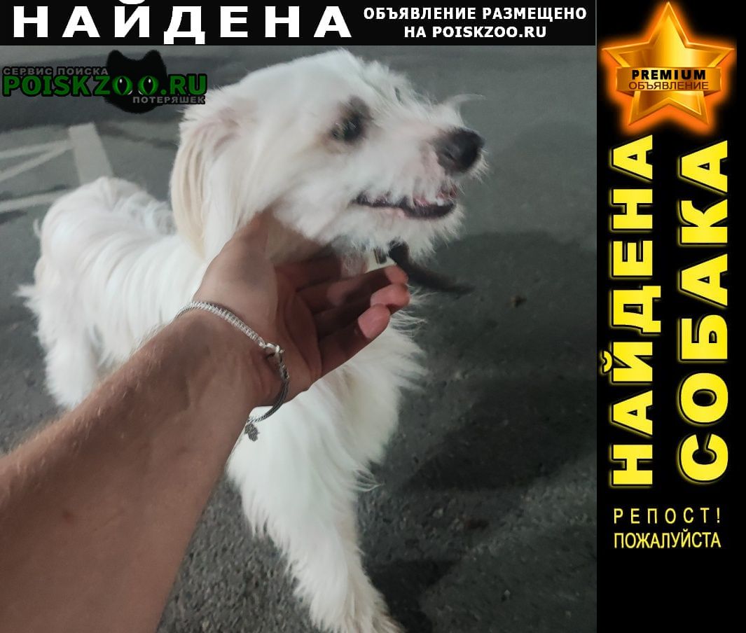 Найдена собака кобель белый молодой кобелек Краснодар