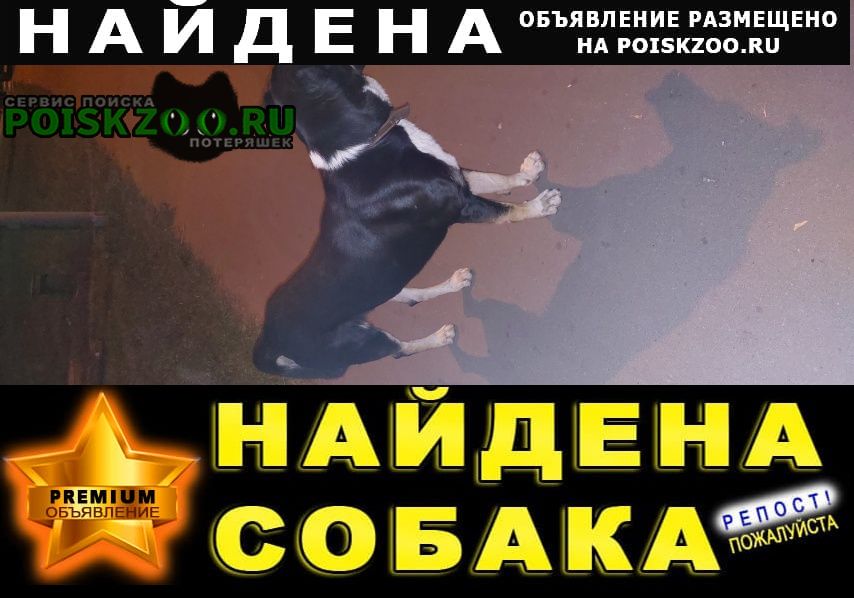 Найдена собака кобель метро молодежное Москва