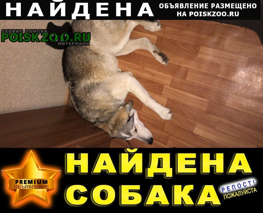 Найдена собака кобель маламут Москва