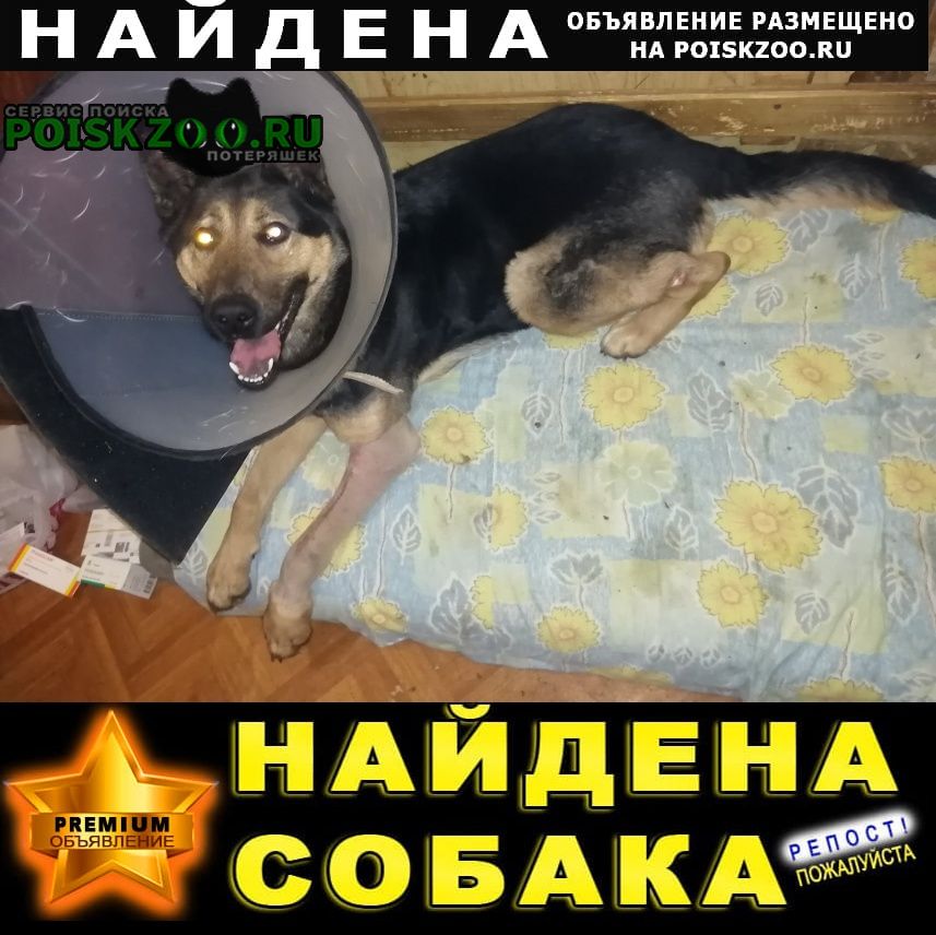 Найдена собака срочно ищет новый дом Нижний Новгород