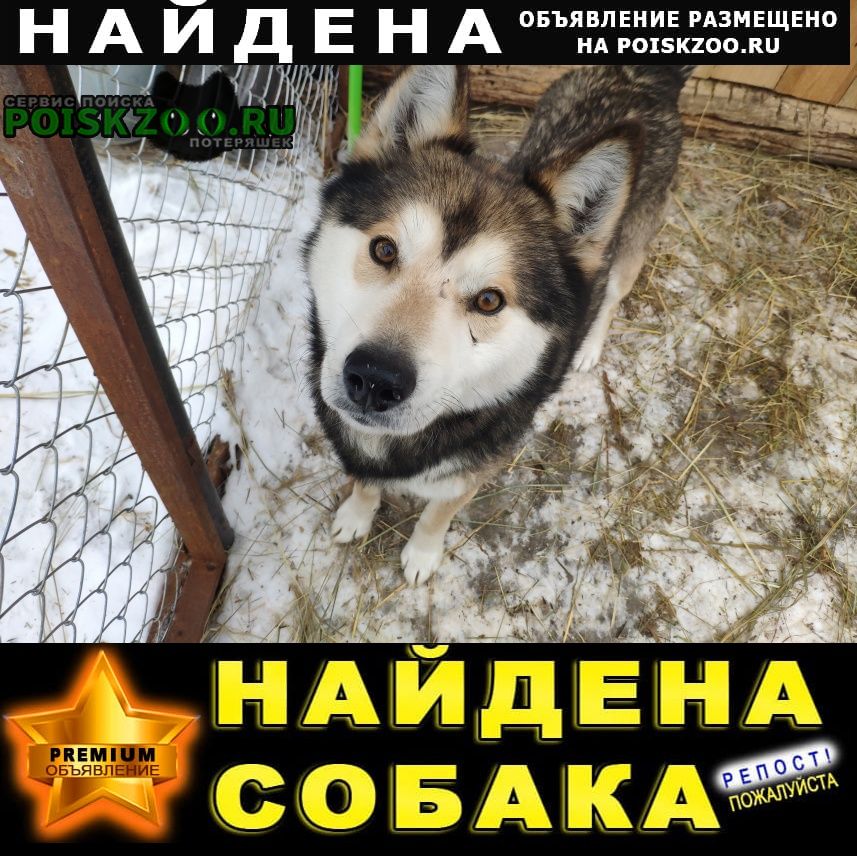 Найдена собака кобель метис лайка/хаски/маламут Шатура
