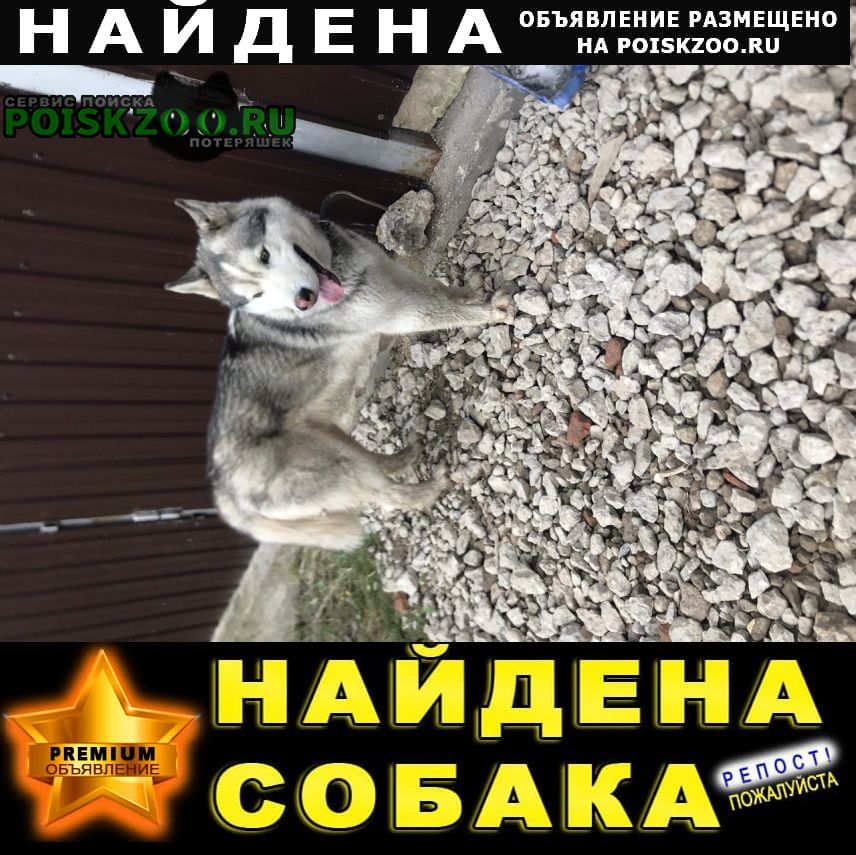 Климовск Найдена собака