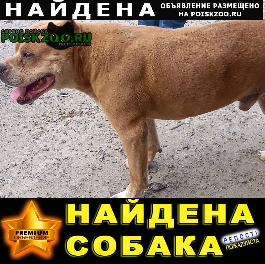 Ростов-на-Дону Найдена собака кобель